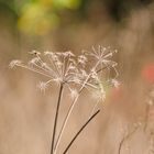 Herbst am Waldrand