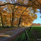 Herbst am Waldrand