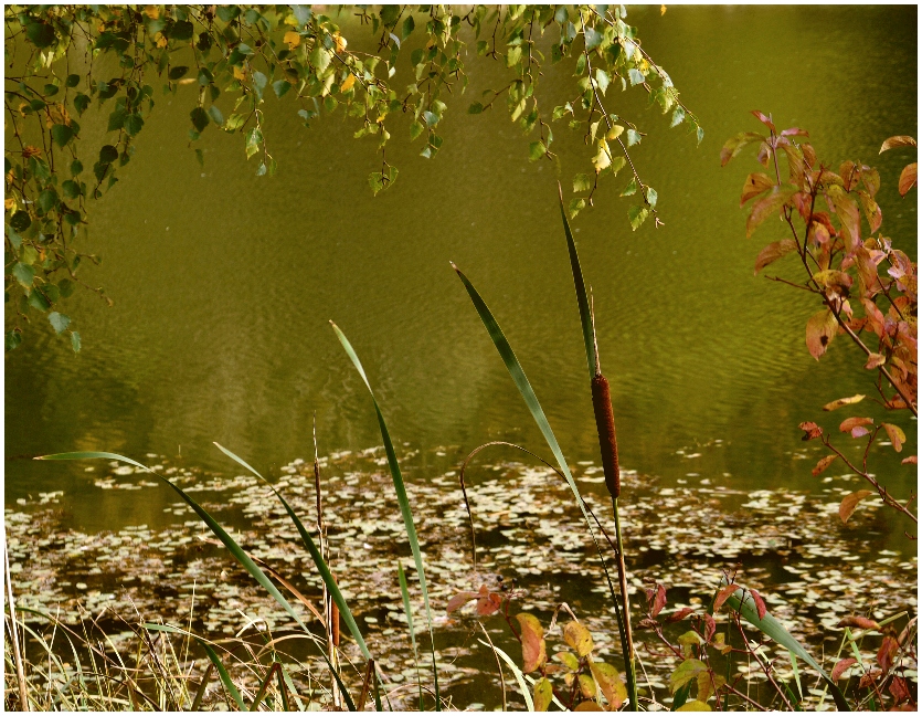 Herbst am Waldsee