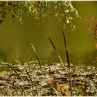 Herbst am Waldsee