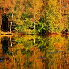 Herbst am Waldsee