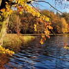 Herbst am Waldteich