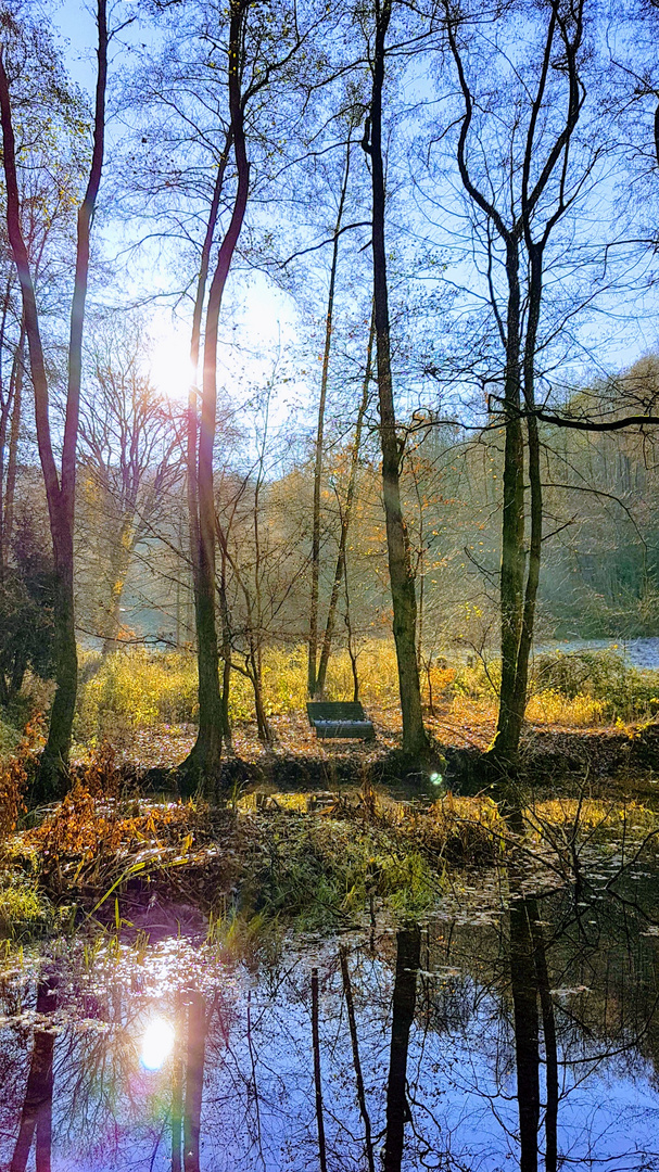 Herbst am Waldteich