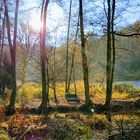 Herbst am Waldteich