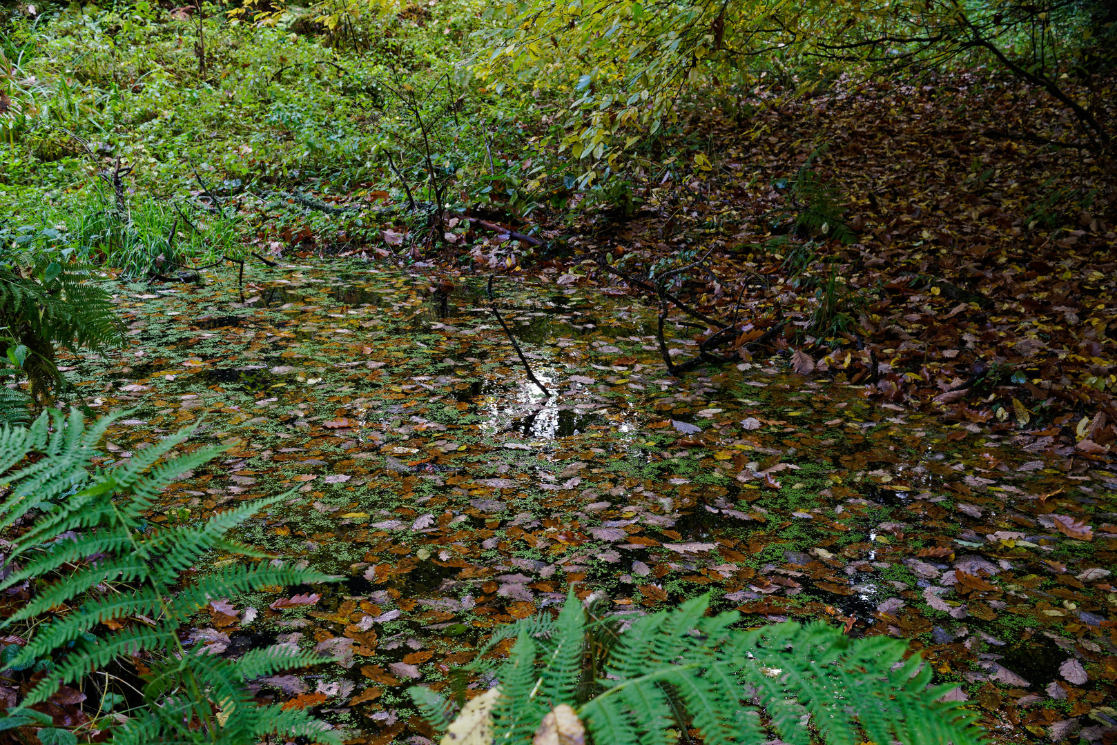 Herbst am Waldtümpel 