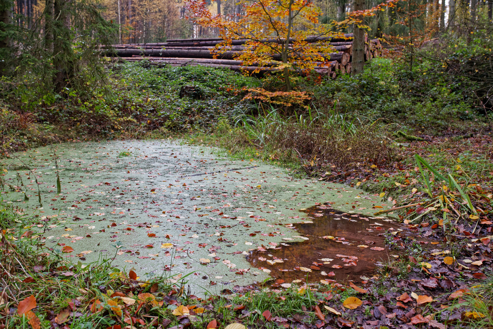 Herbst am Waldtümpel