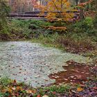 Herbst am Waldtümpel