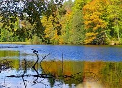 Herbst am Waldweiher