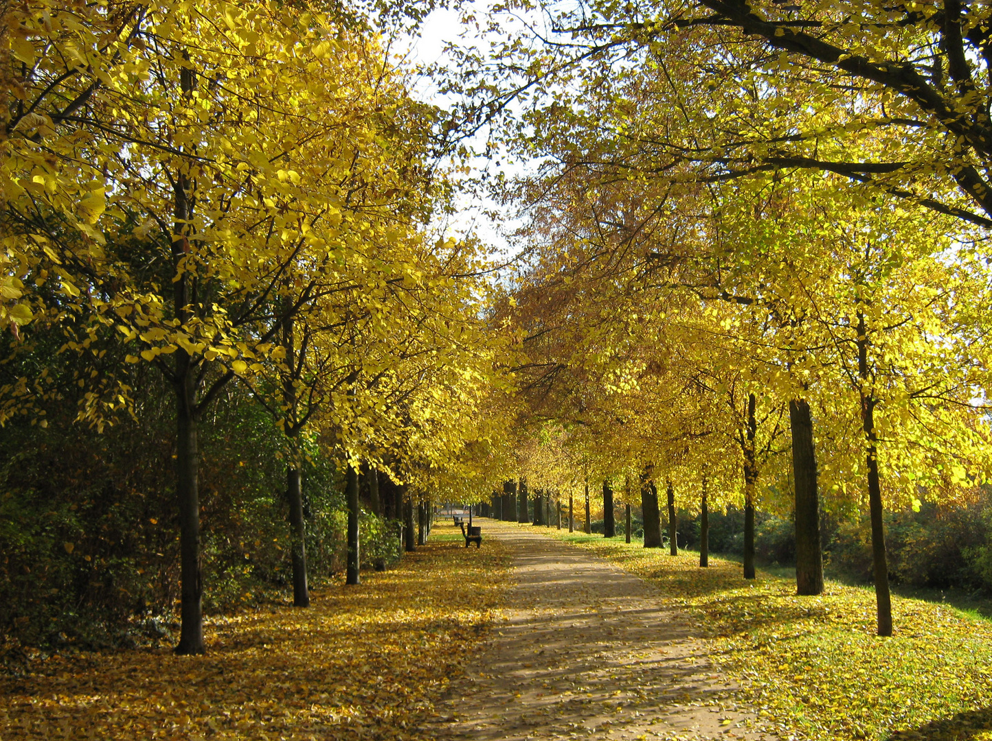 Herbst am Wall