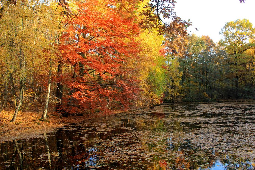 Herbst am Wasser