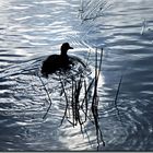 Herbst am Wasser