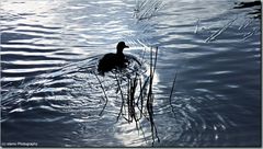 Herbst am Wasser