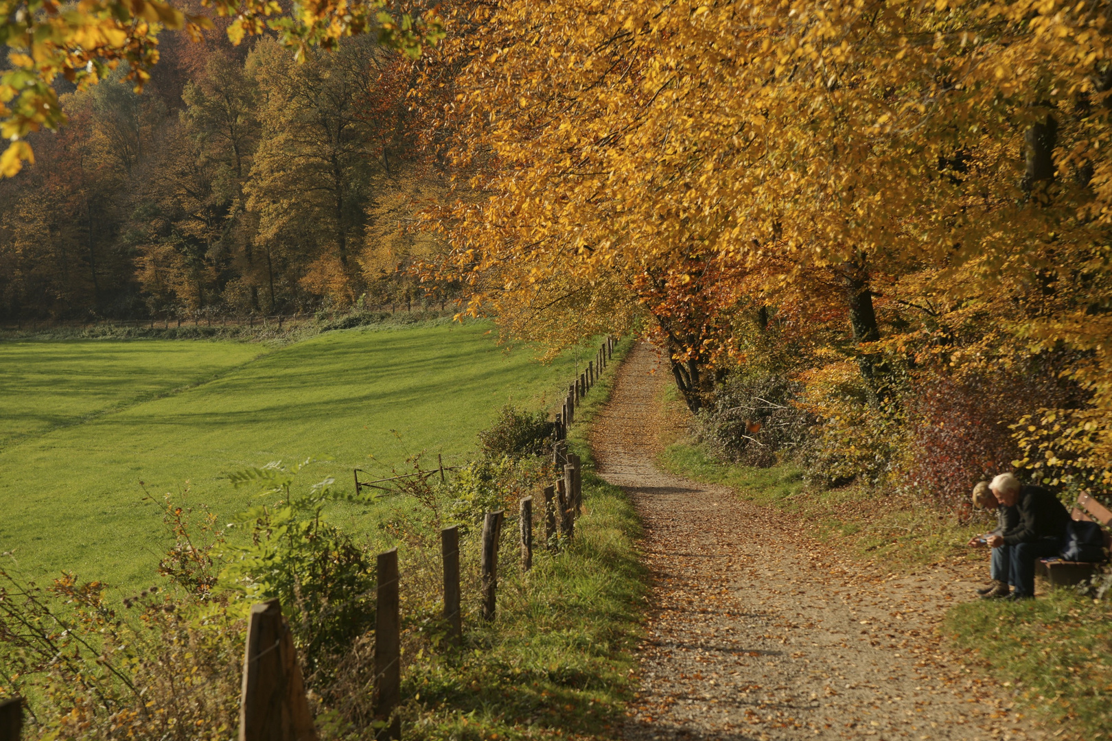 Herbst am Weg