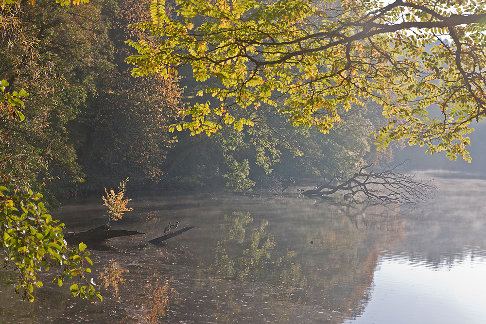 Herbst am Weiher