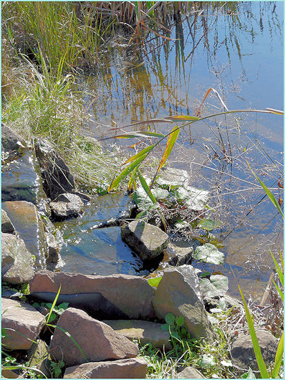 Herbst am Weiher