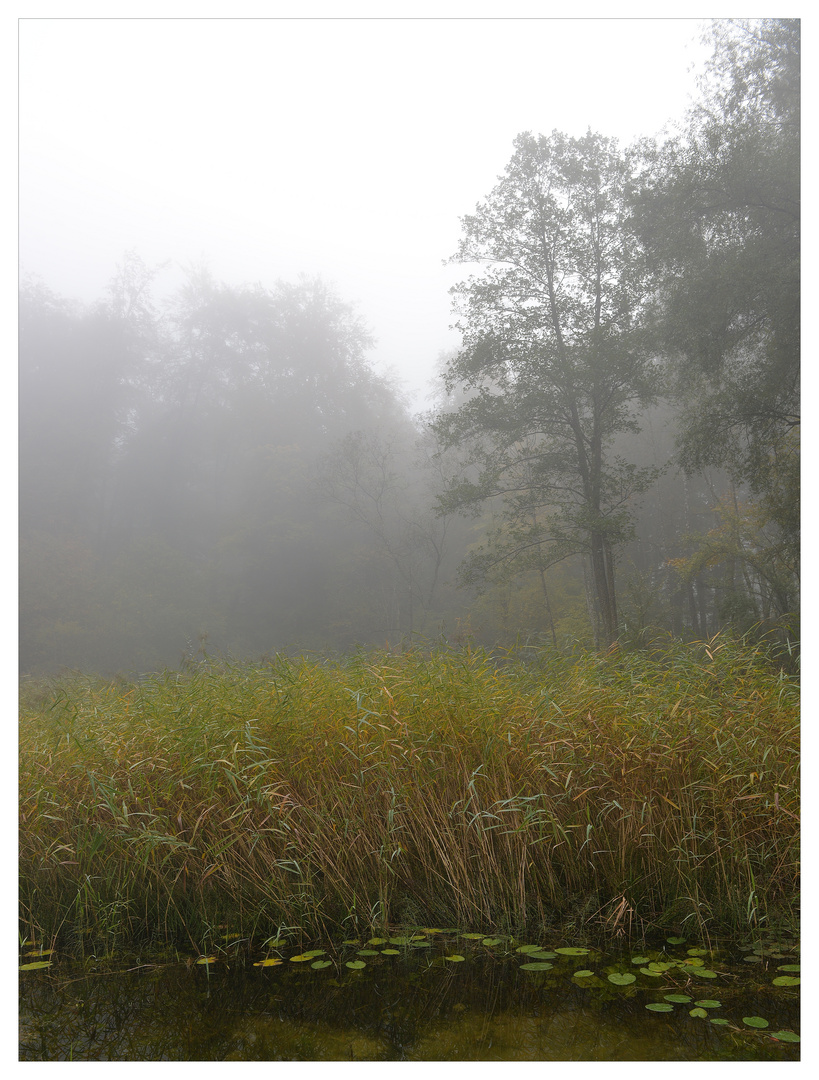 Herbst am Weiher.