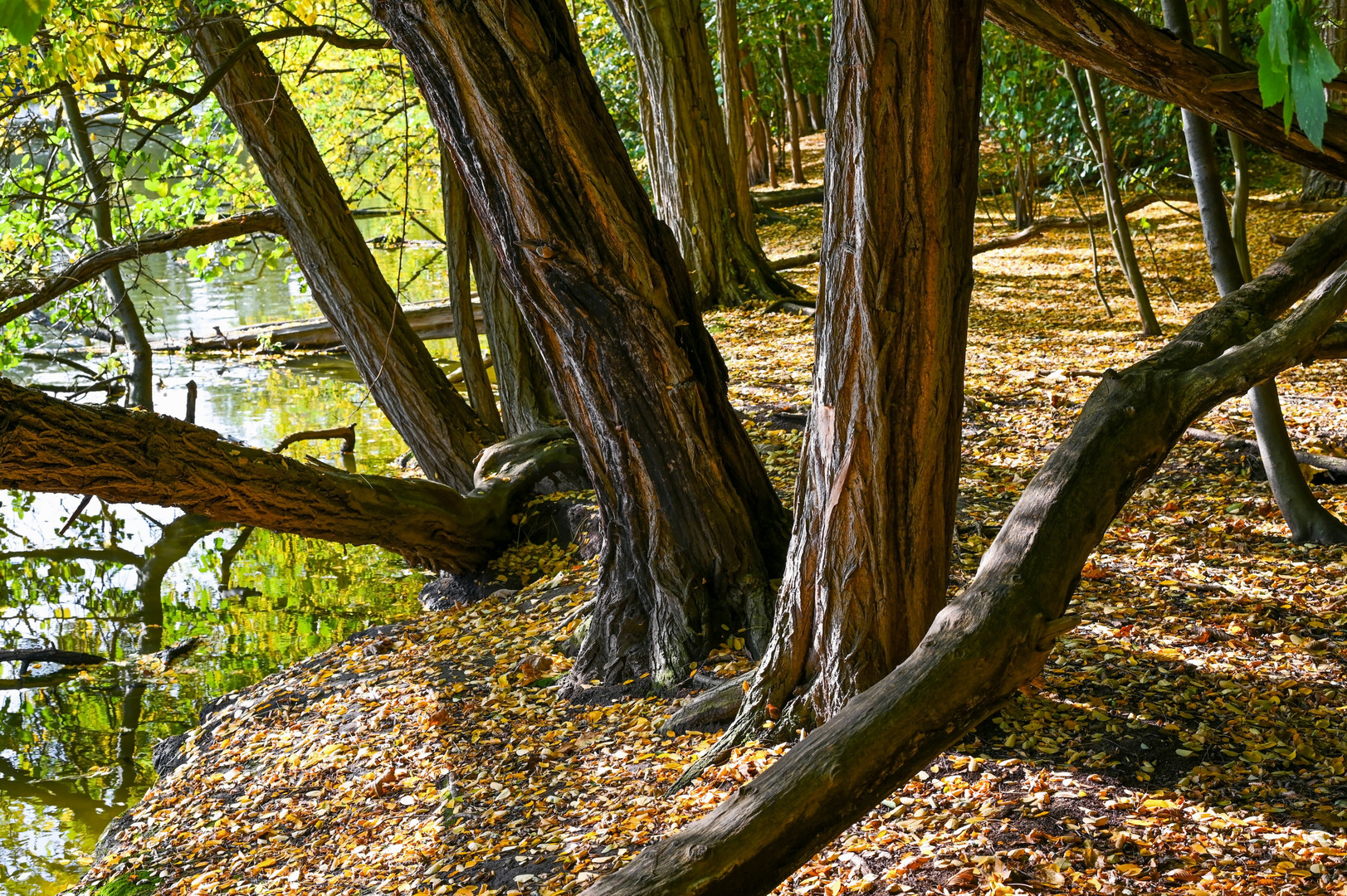 Herbst am Weiher