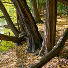 Herbst am Weiher