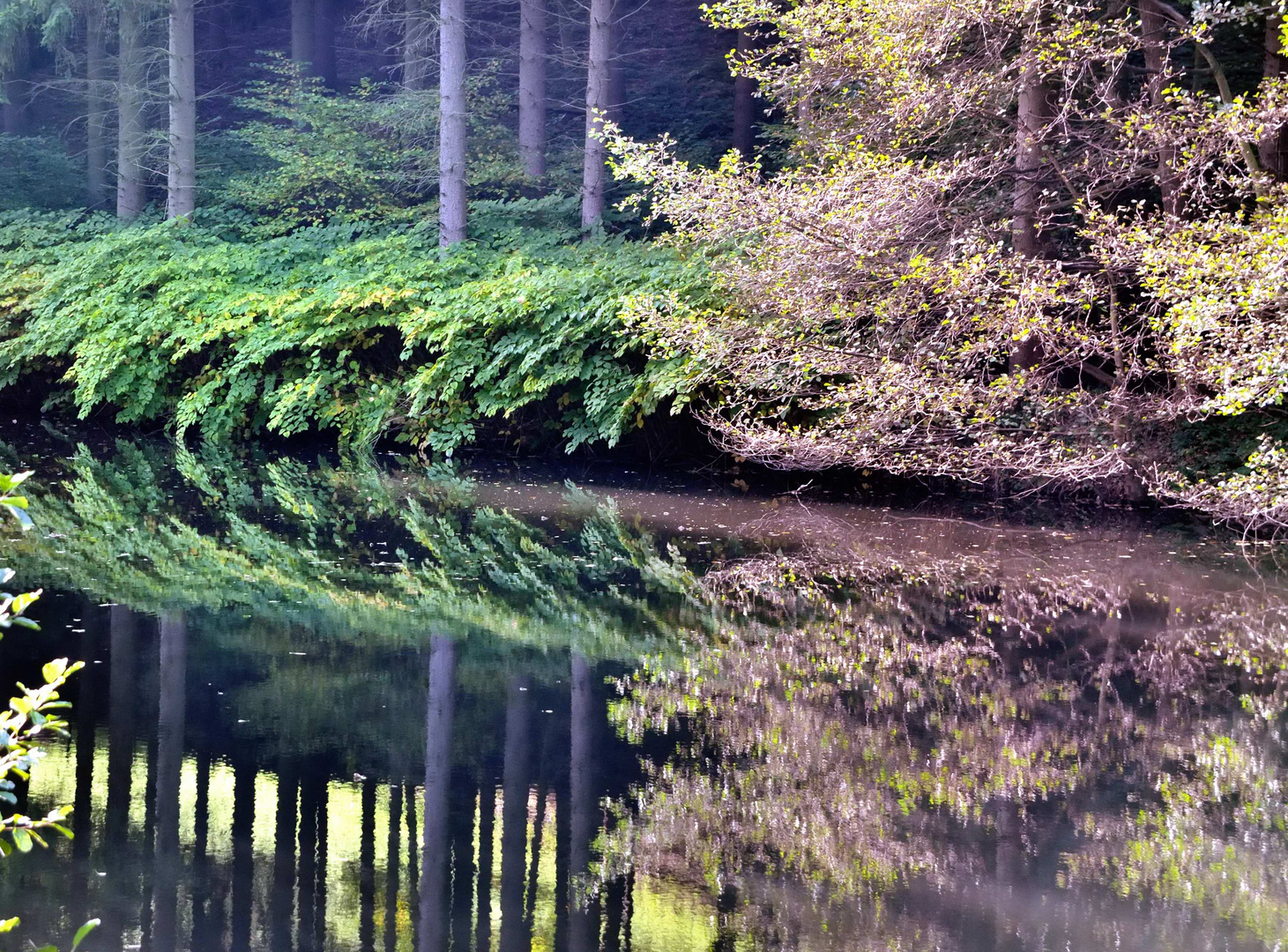 Herbst am Weiher