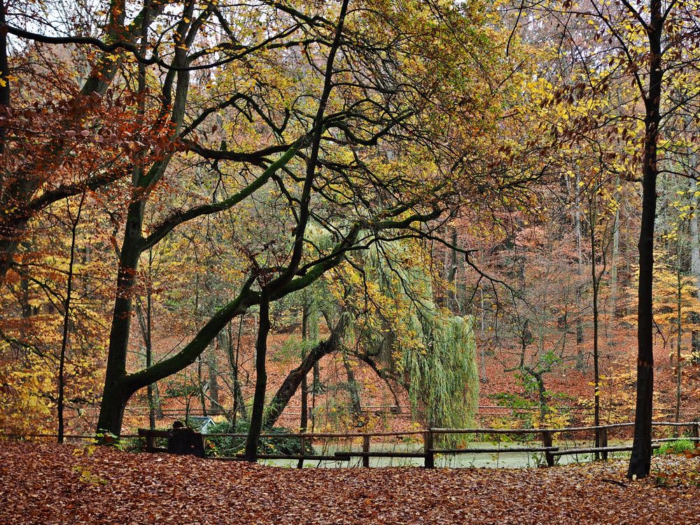 Herbst am Weiher