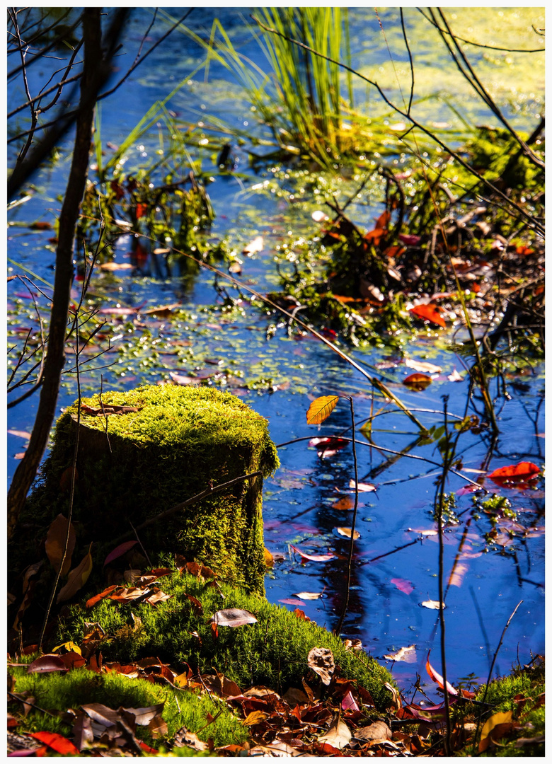 Herbst am Weiher 