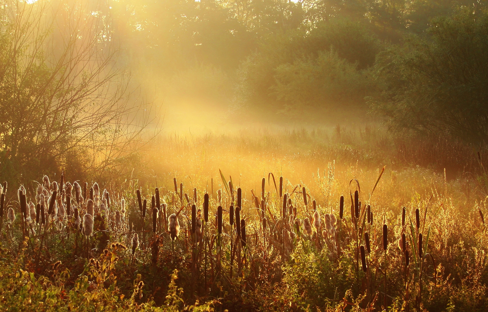 Herbst am Weiher