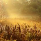 Herbst am Weiher