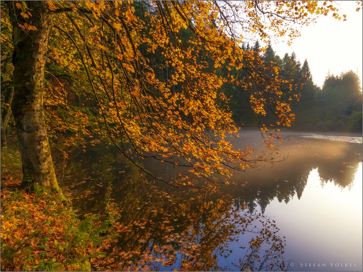 Herbst am Weiher