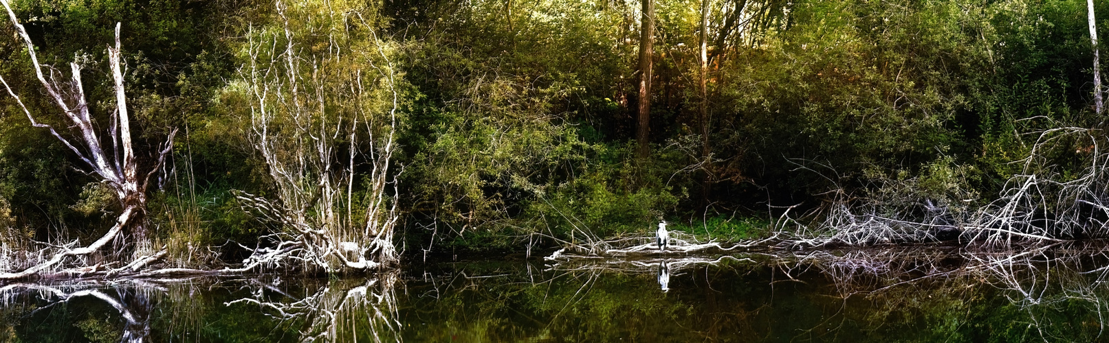 Herbst am Weiher