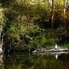 Herbst am Weiher