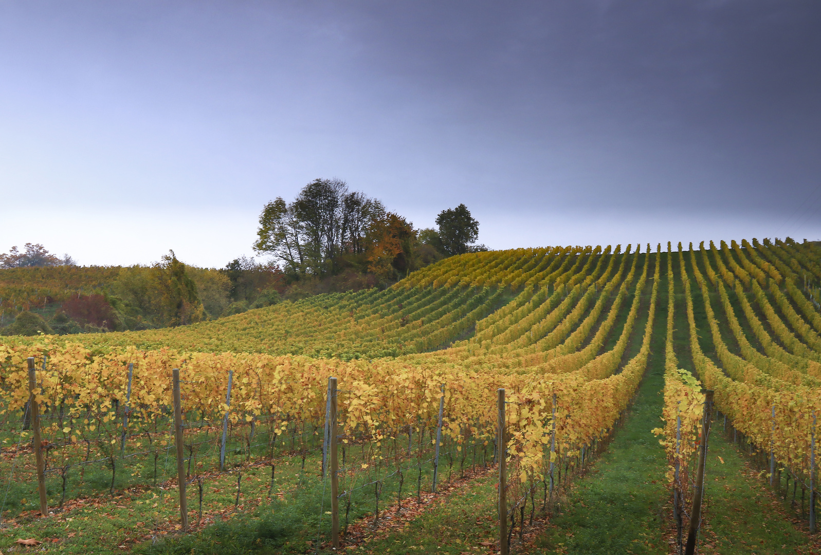 Herbst am Weinberg