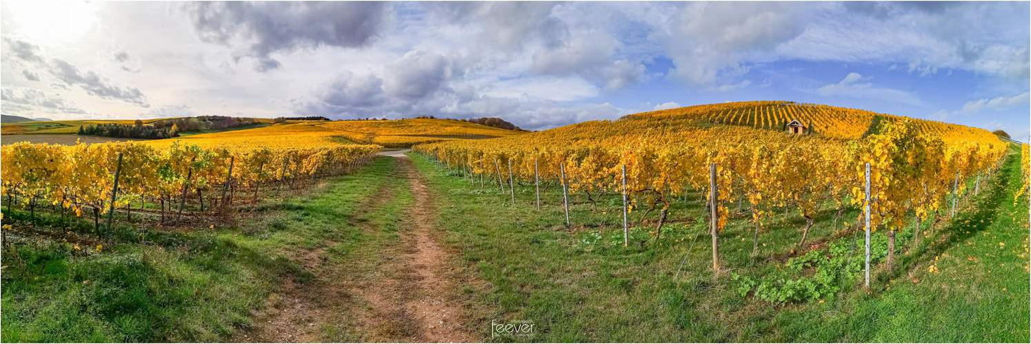 Herbst am Weinberg