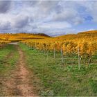 Herbst am Weinberg