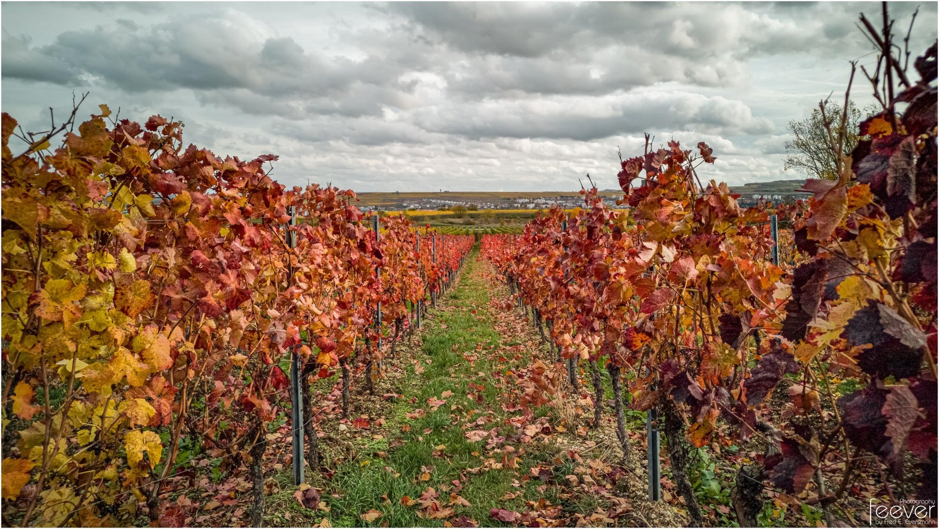 Herbst am Weinberg