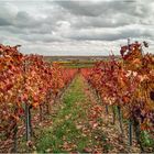 Herbst am Weinberg