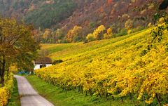 Herbst am Weinberg