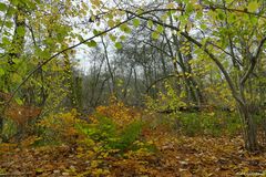 Herbst am Westensee