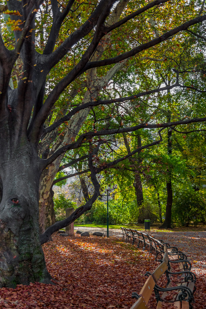 Herbst am Wiener Rathausplatz