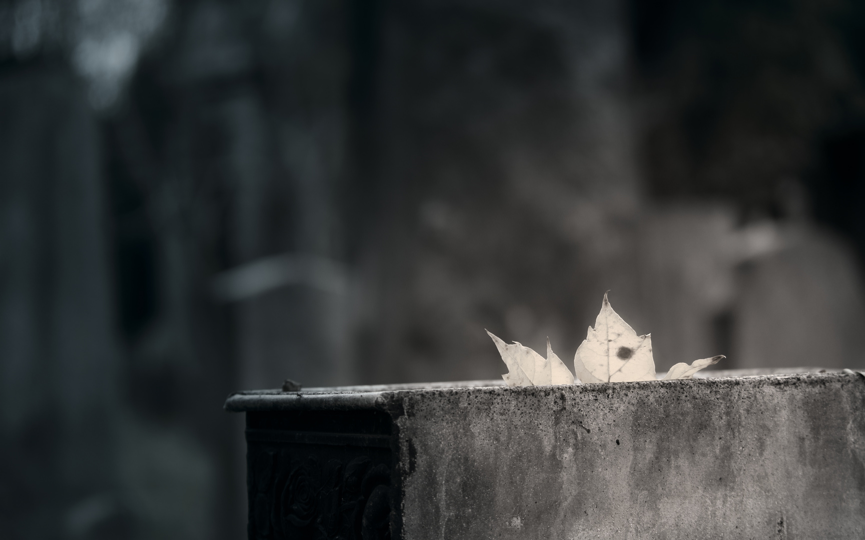 Herbst am Wiener Zentralfriedhof