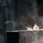 Herbst am Wiener Zentralfriedhof