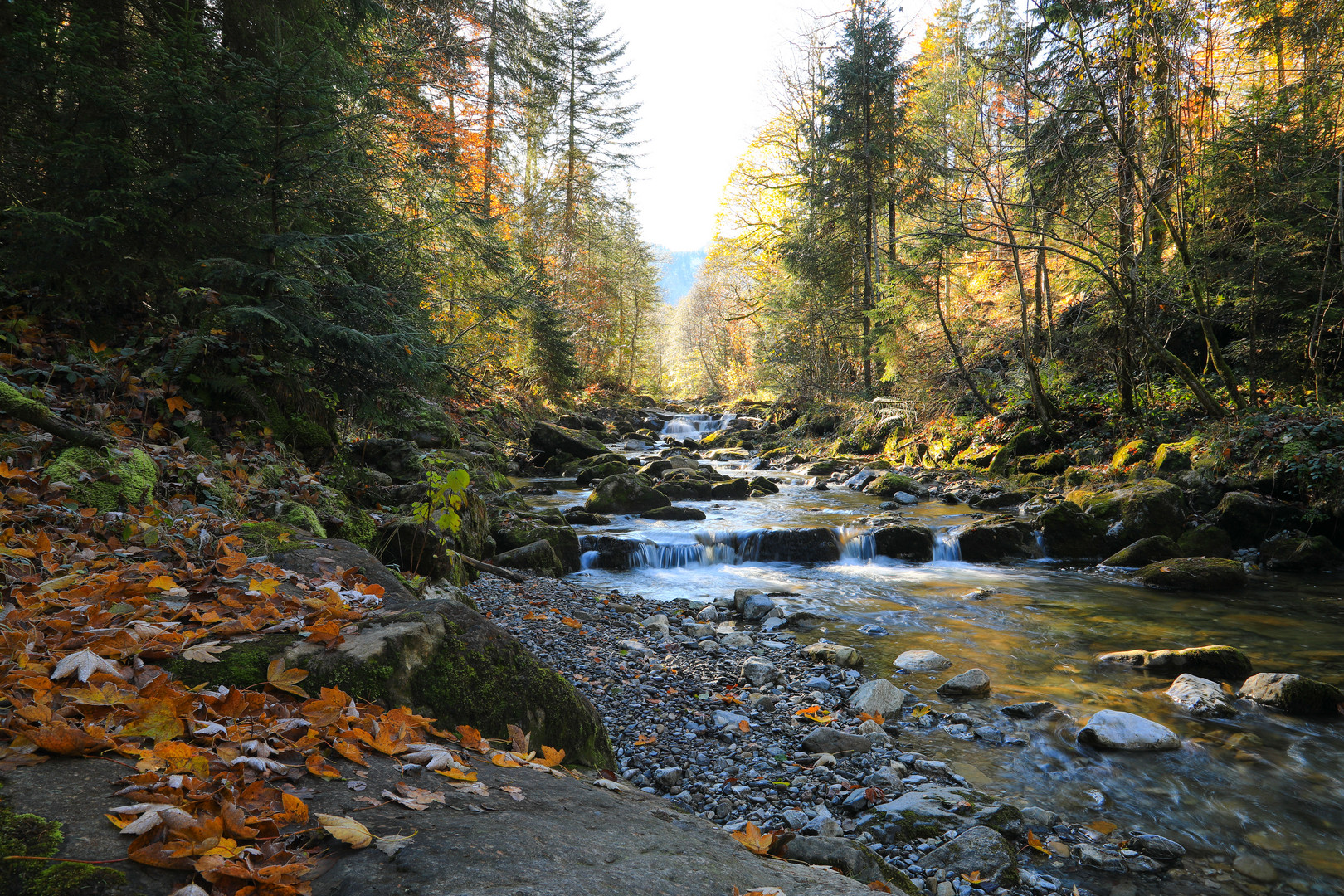Herbst am Wildbach