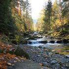 Herbst am Wildbach