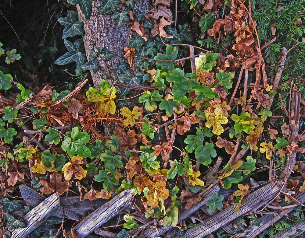 Herbst am Zaun