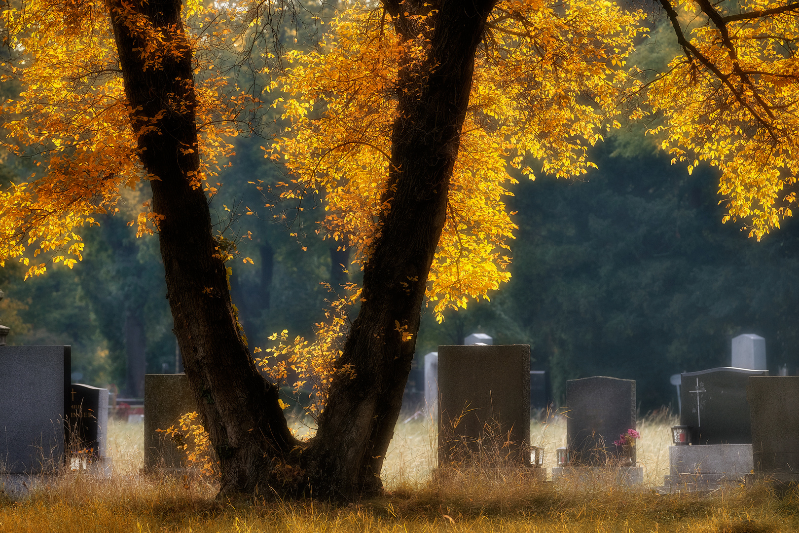 Herbst am Zentralfriedhof