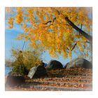 Herbst am Zürichsee