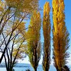 Herbst am Zürichsee