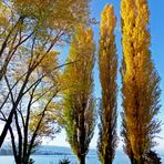 Herbst am Zürichsee