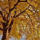 Herbst am Zugersee -II-