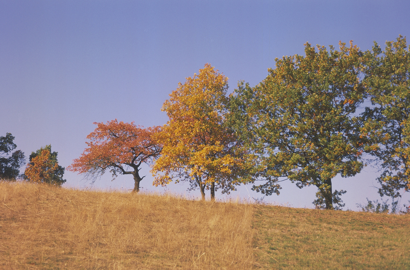 Herbst-Ampel