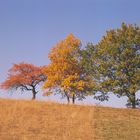 Herbst-Ampel